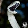 BlackMamba