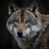 BlueWolf
